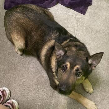 SPWA-Stray-149299 -  German Shepherd Dog Dog for Adoption in Spokane, Washington - SPWA-Stray-149299 | PetCurious