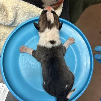 Mixed Breed Dogs Available for Adoption in Flagstaff, Arizona - Ceviche | PetCurious