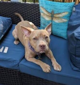 Ares -  American Staffordshire Terrier and Labrador Retriever Dog for Adoption in Garner, North Carolina - Ares | PetCurious