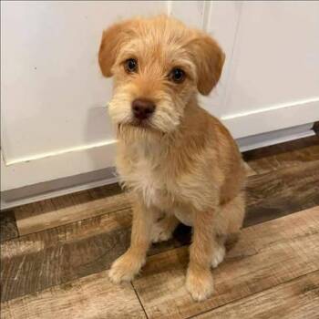 Julie -  Terrier Dog for Adoption in Alma, Wisconsin - Julie | PetCurious