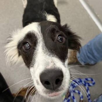 Cali -  Border Collie Dog for Adoption in Des Moines, Iowa - Cali | PetCurious