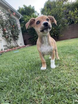 Chihuahua and Dachshund Dogs Available for Adoption in Los Angeles, California - Olive | PetCurious