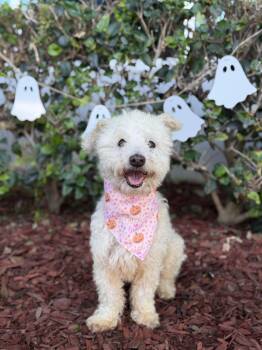 Odi -  Poodle and Bichon Frise Dog for Adoption in South El Monte, California - Odi | PetCurious