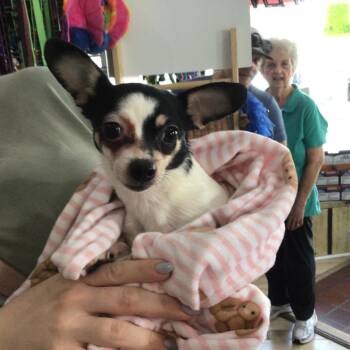 Chihuahua Dogs Available for Adoption - Peggy | PetCurious