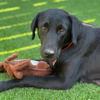 Labrador Retriever Dogs Available for Adoption in San Diego, California - Windy | PetCurious
