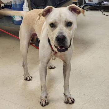 Bowie -  Mixed Breed Dog for Adoption in Lake Panasoffkee, Florida - Bowie | PetCurious