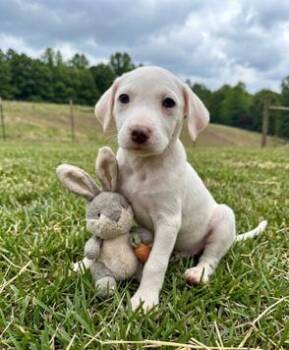 Rat Terrier and Chihuahua Dogs Available for Adoption in Washington, District Of Columbia - Babe Emily | PetCurious