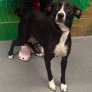 Violet -  Collie and Mixed Breed Dog for Adoption in Tyler, Texas - Violet | PetCurious