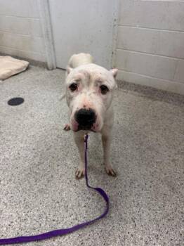 Daenerys -  Pit Bull Terrier and Mixed Breed Dog for Adoption in Kansas City, Missouri - Daenerys | PetCurious