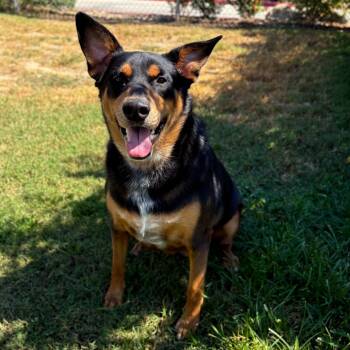 Rescue Australian Kelpie and Australian Cattle Dog Blue Heeler Dogs for Adoption in San Jacinto, California - Big Mac | PetCurious