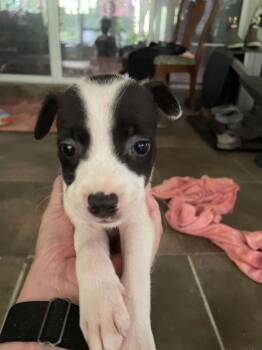 Orca -  Jack Russell Terrier Dog for Adoption in St. Augustine, Florida - Orca | PetCurious