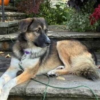 Theo -  Shepherd and Collie Dog for Adoption in Toronto, Ontario - Theo | PetCurious