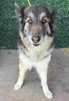 German Shepherd Dog and Mixed Breed Dogs Available for Adoption - 60634424 | PetCurious