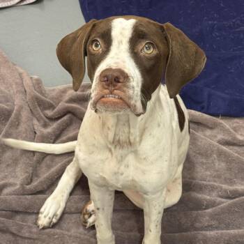 Tink -  German Shorthaired Pointer and Boxer Dog for Adoption in Austin, Texas - Tink | PetCurious