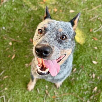 Wesson -  Australian Cattle Dog Blue Heeler Dog for Adoption in Milton, Florida - Wesson | PetCurious