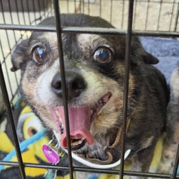 Bubbles -  Mixed Breed Dog for Adoption in Leander, Texas - Bubbles | PetCurious