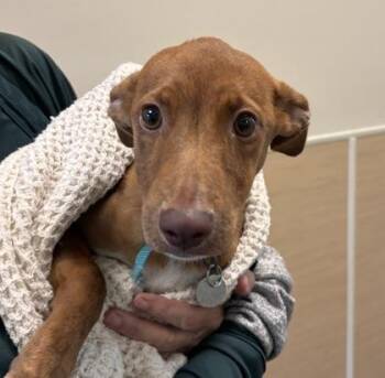 Reese`s -  Terrier and Mixed Breed Dog for Adoption in Honolulu, Hawaii - Reese`s | PetCurious