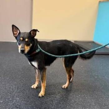 Bridgette -  Miniature Pinscher Dog for Adoption in Fairfax Station, Virginia - Bridgette | PetCurious