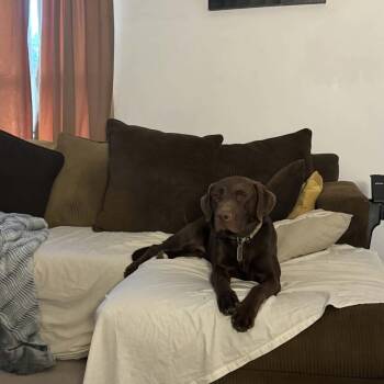 Luke - COURTESY POST -  Chocolate Labrador Retriever Dog for Adoption in Fowlerville, Michigan - Luke - COURTESY POST | PetCurious