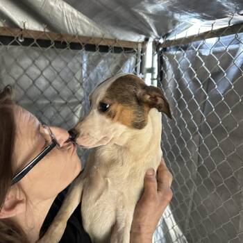 Whippet and Mixed Breed Dogs Available for Adoption - Baby Ruth | PetCurious