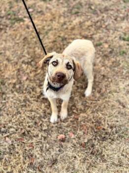 Terrier and Labrador Retriever Dogs Available for Adoption - Harmony | PetCurious