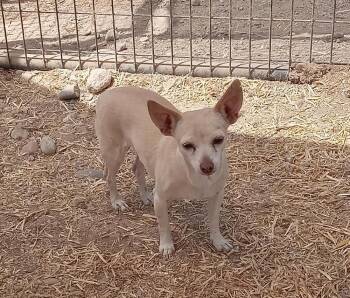 Ivy -  Chihuahua Dog for Adoption in Challis, Idaho - Ivy | PetCurious