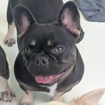 Nana 4506 -  French Bulldog Dog for Adoption in Loxahatchee Groves, Florida - Nana 4506 | PetCurious