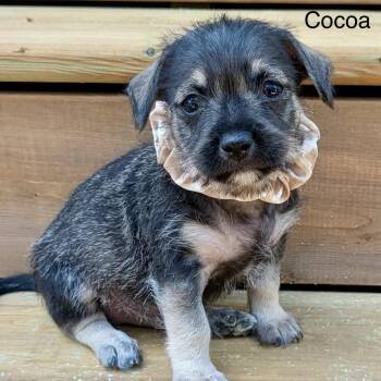Cocoa -  Chihuahua Dog for Adoption in St. Catharines, Ontario - Cocoa | PetCurious