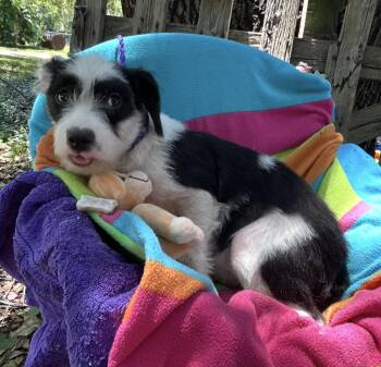 Babbette WV14407-T -  Schnauzer and Jack Russell Terrier Dog Available for Adoption in Missouri City, Texas - Babbette WV14407-T | PetCurious