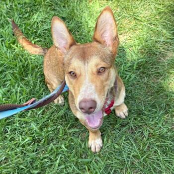 Chappy -  Mixed Breed Dog for Adoption in Wantagh, New York - Chappy | PetCurious