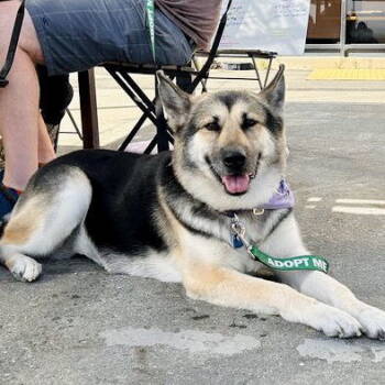 Rescue Shepherd Dogs for Adoption in Oakland, California - Mimi | PetCurious