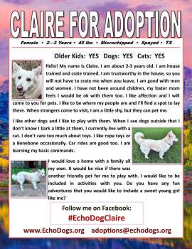 White German Shepherd Dogs Available for Adoption in Londonderry, New Hampshire - Claire | PetCurious