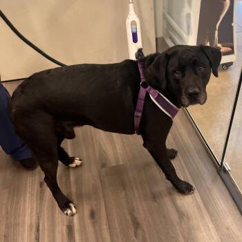 Loki -  Labrador Retriever Dog for Adoption in York, Pennsylvania - Loki | PetCurious