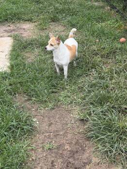 Chihuahua Dogs Available for Adoption in Richmond, Texas - Loretta | PetCurious