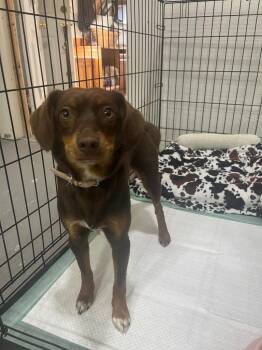 Beagle and Australian Shepherd Dogs Available for Adoption in Kell, Illinois - Harley | PetCurious