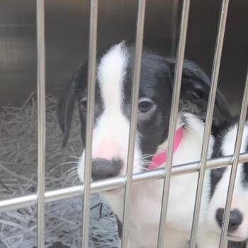 Jill -  Border Collie Dog for Adoption in Lakeland, Florida - Jill | PetCurious