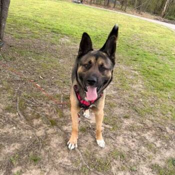 Rocky Road -  Akita and German Shepherd Dog Dog for Adoption in Bartlett, Tennessee - Rocky Road | PetCurious