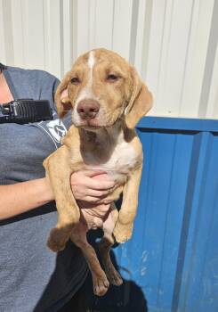 Cody -  Hound Dog for Adoption in Kalamazoo, Michigan - Cody | PetCurious