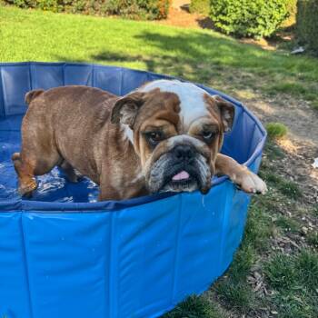 Rescue English Bulldog Dogs for Adoption in Chino Hills, California - Pluto - City Of Industry Location | PetCurious
