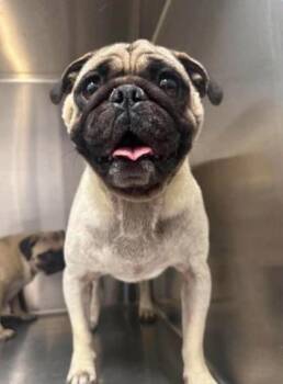Chucky -  Pug and Mixed Breed Dog for Adoption in Morton Grove, Illinois - Chucky | PetCurious