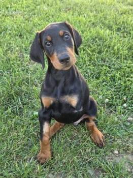 Callie -  Doberman Pinscher Dog for Adoption in Malvern, Pennsylvania - Callie | PetCurious