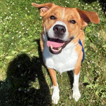 Judd -  Mixed Breed Dog for Adoption in East Hanover, New Jersey - Judd | PetCurious