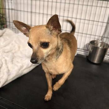 Chihuahua Dogs Available for Adoption - Paco D10497 | PetCurious