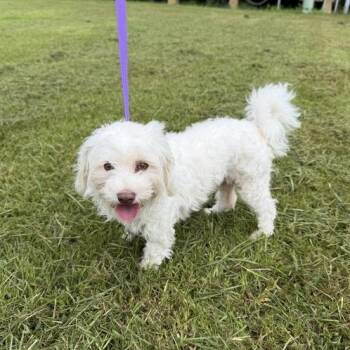Foxy Moxie -  Maltese and Poodle Dog for Adoption in Carencro, Louisiana - Foxy Moxie | PetCurious