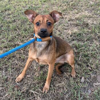Bandit -  Chihuahua Dog for Adoption in Harlingen, Texas - Bandit | PetCurious