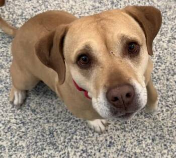 Labrador Retriever Dogs Available for Adoption in Golden, Colorado - Freyja | PetCurious