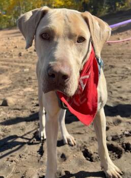 Rescue Labrador Retriever and Weimaraner Dogs for Adoption in Fort Lupton, Colorado - Vomma | PetCurious