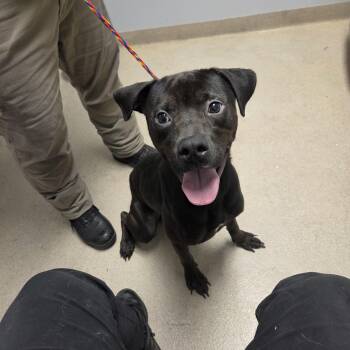 Gideon -  Pit Bull Terrier Dog for Adoption in Watertown, New York - Gideon | PetCurious