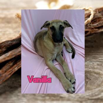 Vanilla -  German Shepherd Dog and Catahoula Leopard Dog Dog for Adoption in Royse City, Texas - Vanilla | PetCurious