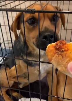 Pogo -  Shepherd Dog for Adoption in Bothell, Washington - Pogo | PetCurious
